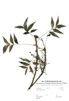 藏品(黃連木)的圖片